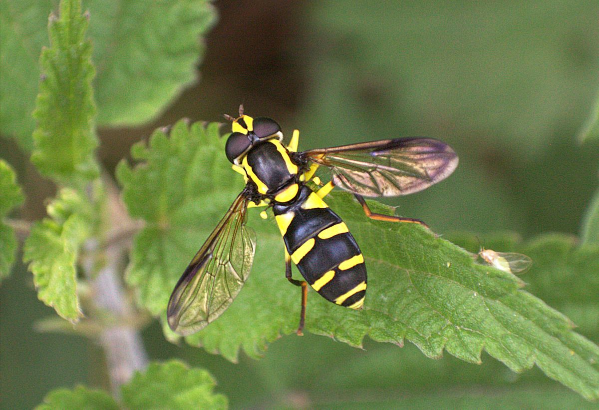 Chrysotoxum intermedium ??